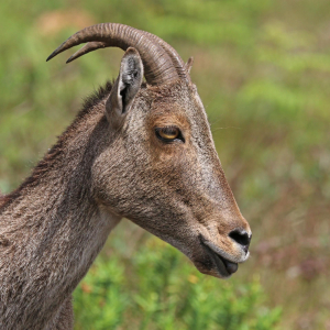 TAHR