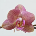 ORCHIDÉE