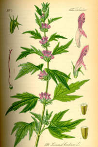 AGRIPAUME