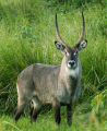 WATERBUCK