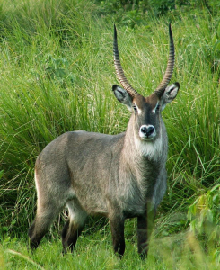 WATERBUCK