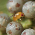 TRICHOGRAMME