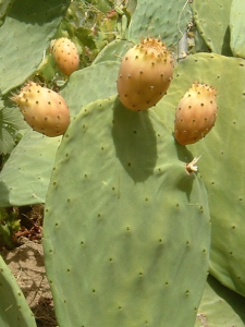 NOPAL