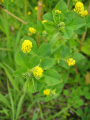 LUPULINE
