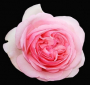 La rose Ronsard