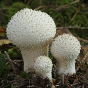 LYCOPERDON