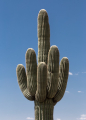 SAGUARO