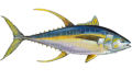 ALBACORE