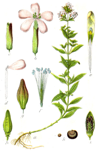 SAPONAIRE
