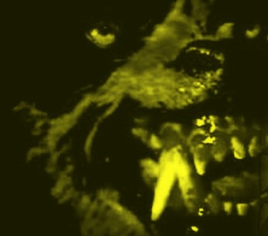 Chien jaune