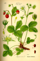 FRAISIER