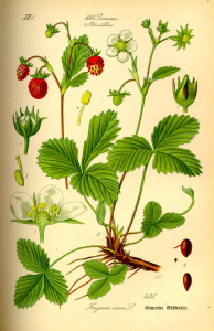 FRAISIER