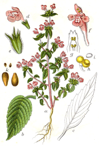 GALÉOPSIS