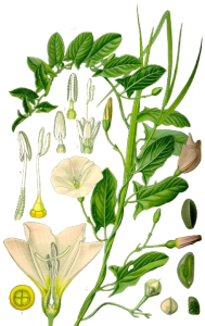 LISERON