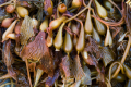 MACROCYSTIS