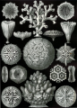 HEXACORALLIAIRE