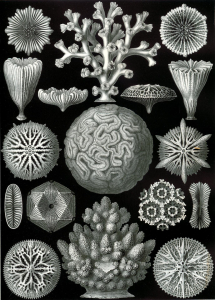 HEXACORALLIAIRE
