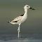 Logo Charadriiformes