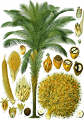 PALMISTE