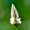 Image Amaranthaceae