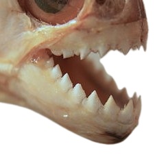 PIRANHA