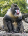 MANDRILL