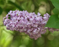 LILAS