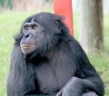 BONOBO