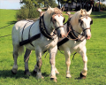 PERCHERON