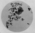 AZOTOBACTER
