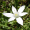 Image Asparagaceae