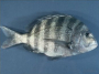 Image rondeau
