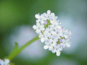 VALÉRIANELLE
