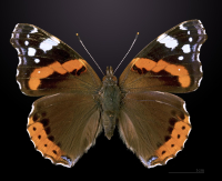 VULCAIN