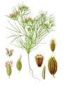 CUMIN