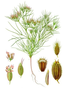 CUMIN