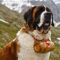 SAINT-BERNARD