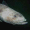 Image Perciformes