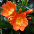CLIVIA