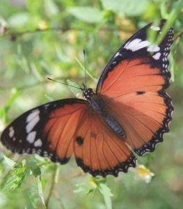 NYMPHALE