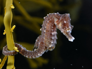 HIPPOCAMPE