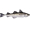 Image Gadiformes