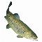 Logo Salmoniformes