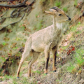 GORAL