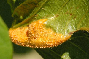 PUCCINIA