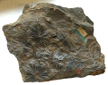 CALAMITE