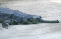 GAVIAL