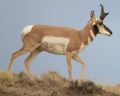 PRONGHORN