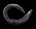 SCHISTOSOME