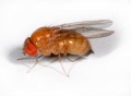 DROSOPHILE